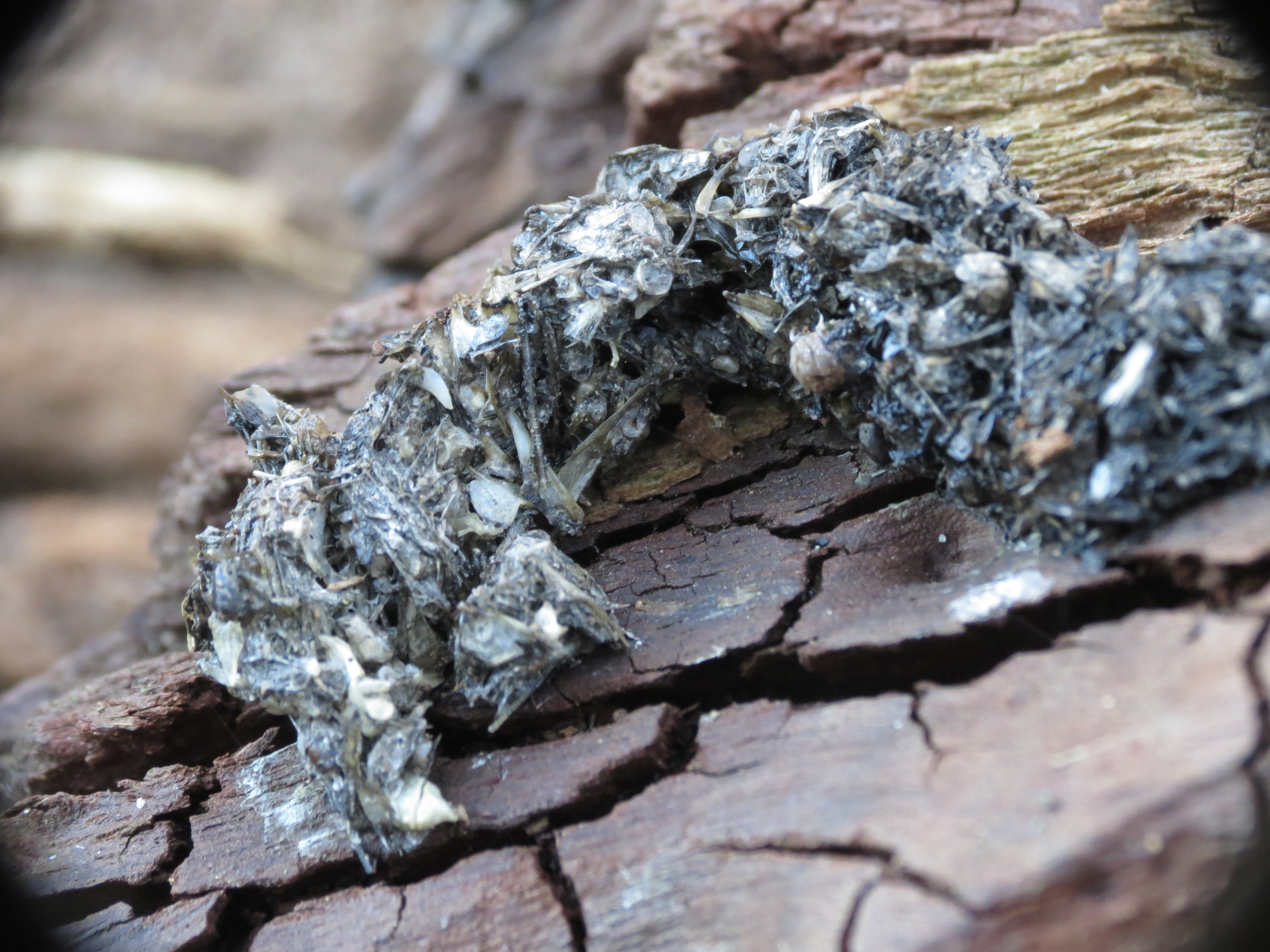 Identify poo The Wildlife Trusts